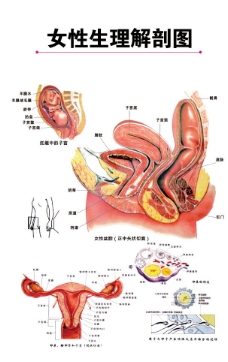 妇科人体解剖图图片vip素材上传于2012-6-14女性生殖器解剖图解(分层