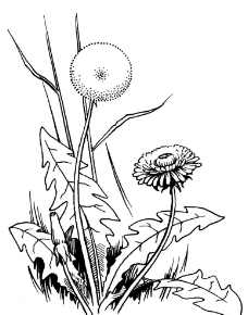 植物素描图片免费下载,植物素描设计素材大全,植物素描模板下载,植物