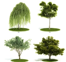 树木植物3dmax模型汇图片