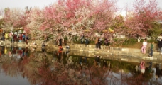 桃花自然风景图片