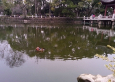 湖水里的鸳鸯图片