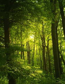 树林森林绿色图片