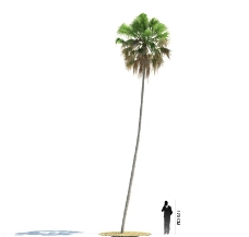 热带树木模型棕榈树图片
