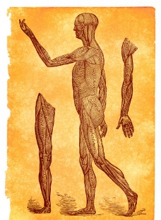 人体解剖学肌肉线描图片