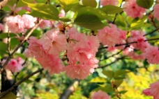 小桃园樱花图片