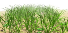小麦旱地野草图片