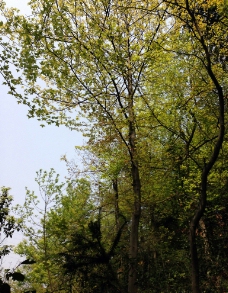 春绿树图片