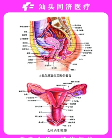 女性生殖器解剖图片