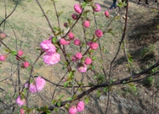 梅花 花苞 粉色图片