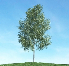 绿树树木模型下载图片
