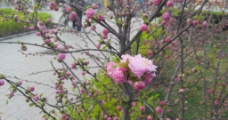 春花图片