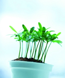 绿色盆栽植物图片
