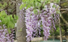 紫藤图片