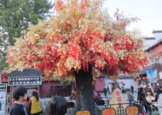 南京幸运树图片