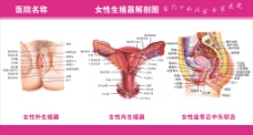 妇科科室解剖展板