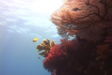 视频模板海底生物