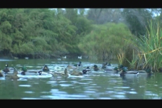 视频模板鸭子溪水视频素材