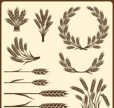 小麦粮食麦穗稻子图片