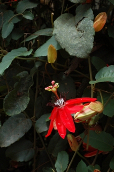 红花西番莲图片