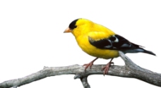 鸟 动物 自然图片