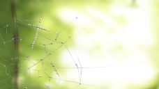 高清蜘蛛网森林绿色背景图