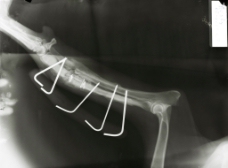 动物X射线图片