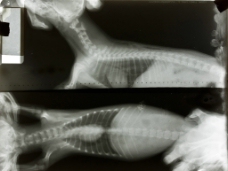 动物X射线图片