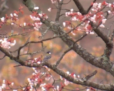 视频模板桃花朵朵开素材下载