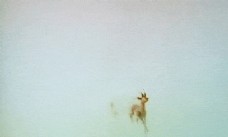 小鹿奔跑图片