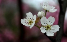 白色梨花特写图片