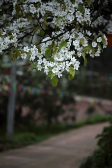 驿路梨花图片