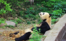 成都大熊猫图片