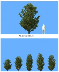 树木松树模型图片
