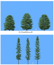 景观设计松树模型图片
