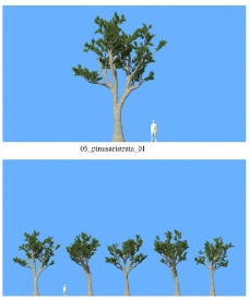 树木松树模型图片