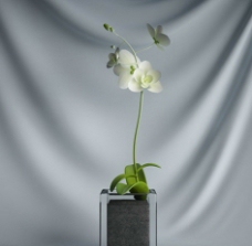 花瓶植物图片