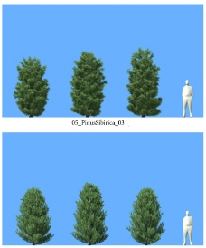 景观设计松树模型图片