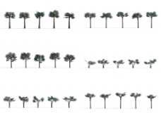 景观设计棕榈树图片