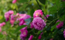 蔷薇 玫瑰 月季 夏图片