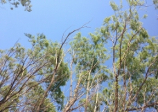 树 大树 空中的树枝图片
