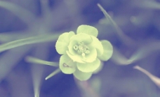 花朵微距图片