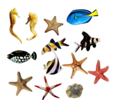 海五星 鱼类图片