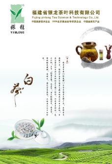 茶杯白茶海报图片