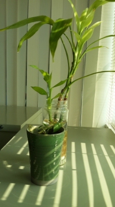 沐浴阳光的小盆栽图片