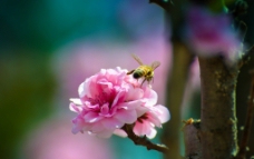 樱花与蜜蜂图片