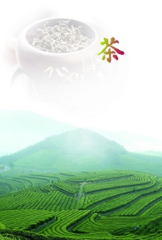 茶茶山绿茶图片