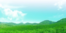 茶山茶园绿色生态风景图片