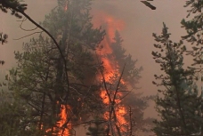 视频模板大自然森林火灾