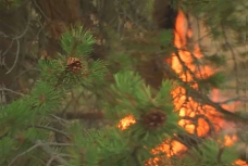 视频模板大自然森林火灾模板下载