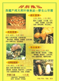 野生山珍菌海报图片